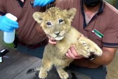 nacio simba, un cachorro de leon inseminado artificialmente