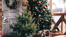 Ya llegó diciembre, se acerca la navidad, comenzá a decorar tu casa con plantas de tu jardín Foto: SHUTERSTOCK