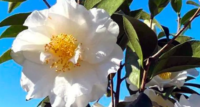 Las camelias son una de las plantas que más se benefician con el aporte de los restos de café. Foto: Nature Hills