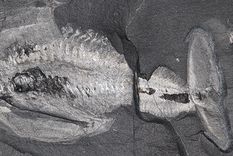 rastreando el origen de la cabeza en los primeros animales