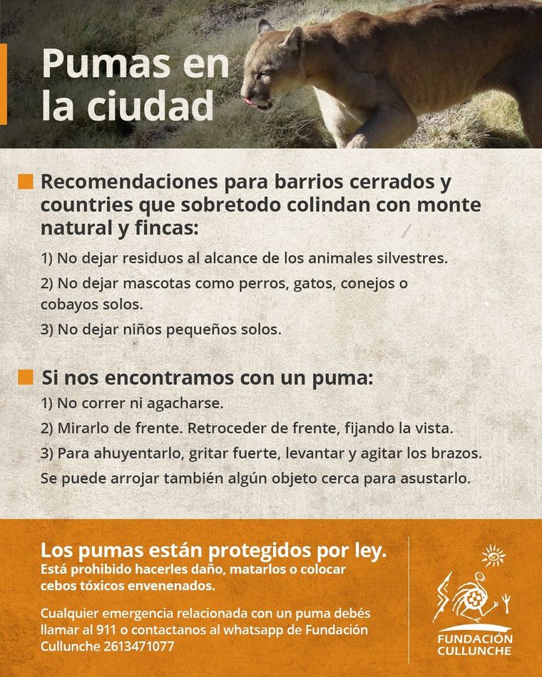 Fundación Cullunche difundió recomendaciones para saber cómo actuar ante la aparición de un puma y evitar riesgos para las personas y el animal.