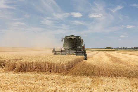 El maíz seguramente se va a sumar también al récord del trigo. El maíz seguramente se va a sumar también al récord del trigo.