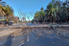 El viento Zonda tiró varios árboles en el Parque San Martín Foto: Santiago Tagua/MDZ El viento Zonda tiró varios árboles en el Parque San Martín Foto: Santiago Tagua/MDZ