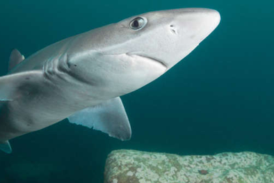 MDZol | El cazón (Galeorhinus galeus) puede crecer hasta 190 cm de largo y vivir más de 50 años.
