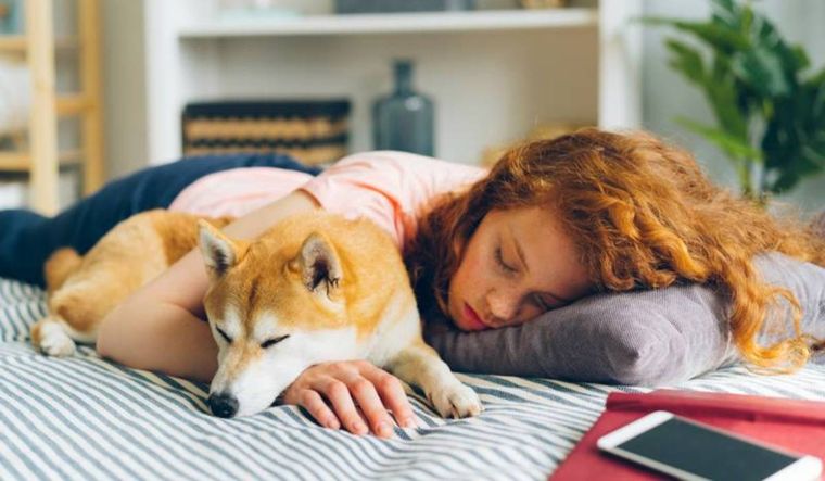 Para minimizar los riesgos, es recomendable asignar un espacio propio a las mascotas dentro del hogar. Foto: shutterstock