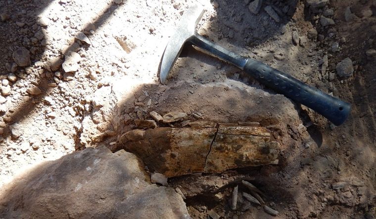 Los restos hallados en Neuquén por los investigadores Foto: Conicet