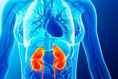 ¿Qué comer para limpiar los riñones?