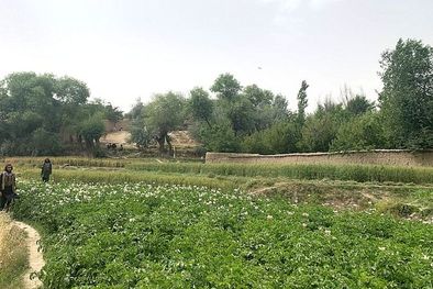 MDZol | La BBC visitó la provincia de Andarab bajo la mirada atenta de guardias talibanes.