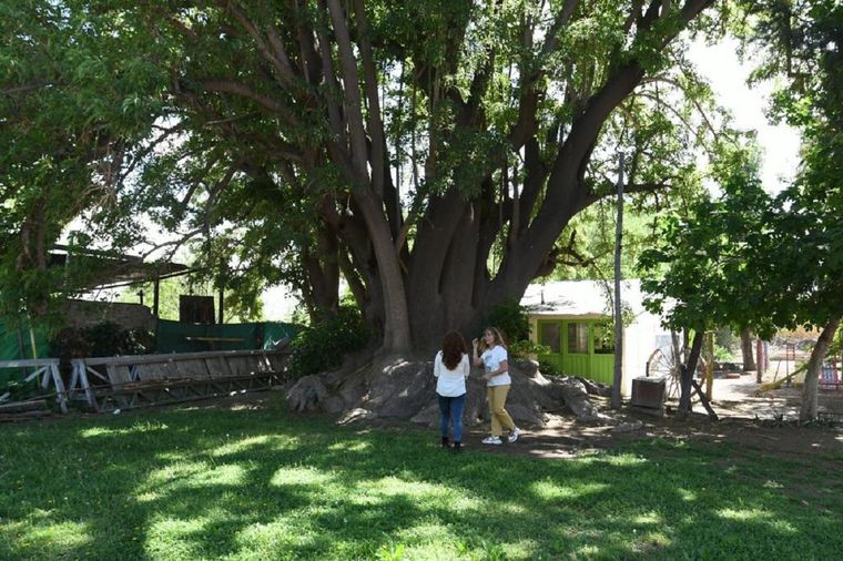 El ombú tiene 78 años y forma parte de la comunidad educativa de la escuela Barcala. Foto: ALF PONCE MERCADO / MDZ