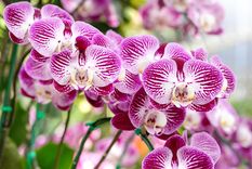 Con este secreto las orquídeas crecerán rápidamente en tiempo récord Foto: Fuente: Freepik