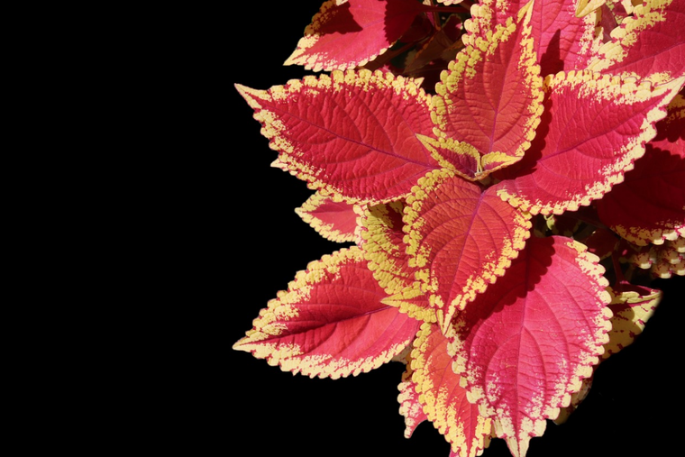 Así puedes cuidar la planta Cóleo para la decoración de tu hogar. Foto: Pixabay - pixabay.com