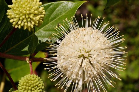 Cephalanthus occidentalis o aroma de laguna. Foto: Wikipedia
