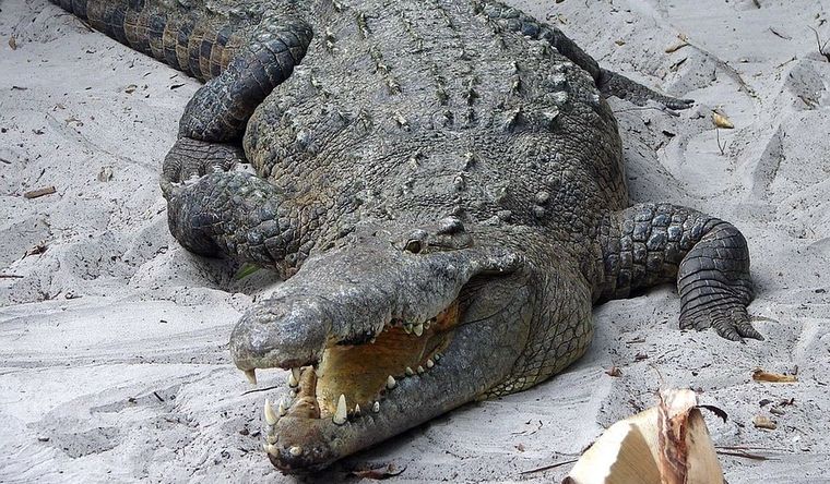 Los cocodrilos son extremadamente voraces. Foto: Efe.