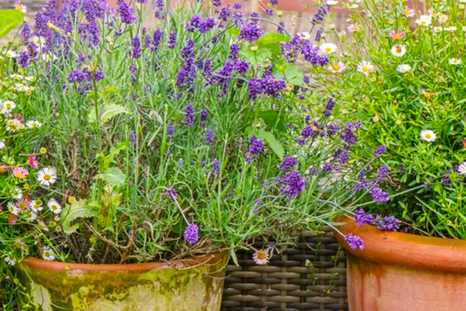 La mejor forma de enraizar. Foto: Jacky Parker - homesandgardens La mejor forma de enraizar. Foto: Jacky Parker - homesandgardens