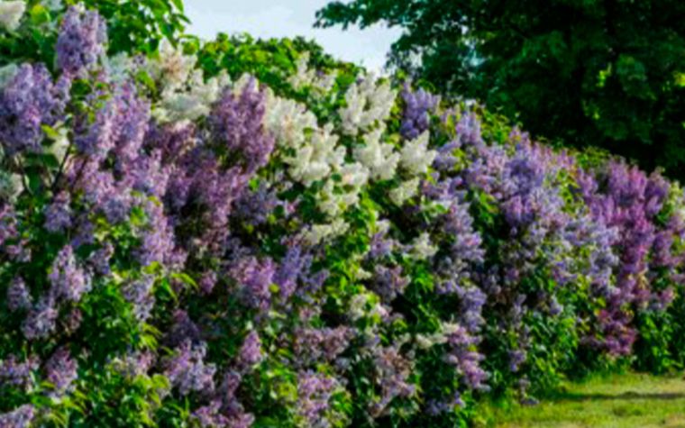 Imagen: Lila - Foto: Shutterstock Imagen: Lila - Foto: Shutterstock