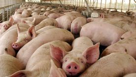 Qué es Protón, la revolucionaria proteína artificial con la que se busca alimentar a animales en todo el mundo