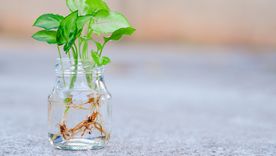 Esta planta puede cultivarse en recipientes con agua y funciona como una opción decorativa para interiores. Esta planta puede cultivarse en recipientes con agua y funciona como una opción decorativa para interiores.