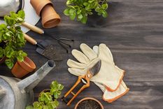 JARDÍN Foto: freepik JARDÍN Foto: freepik