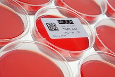 shutterstock Foto: shutterstock