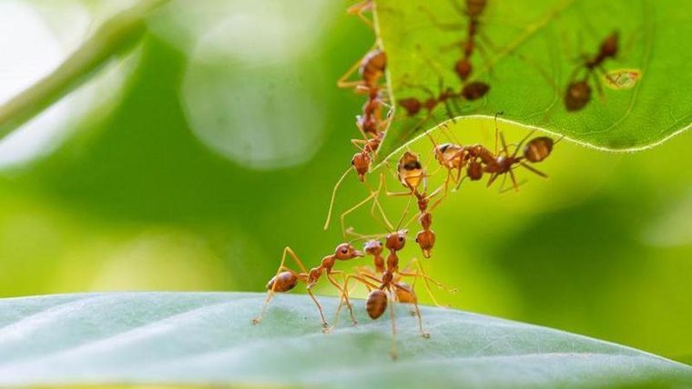 Con este truco casero eliminarás las hormigas de tu casa Foto: Shutterstock