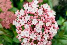 El Viburnum tinus Eve Price, de hoja perenne, tiene flores coloridas en primavera y bayas negras en otoño. Foto: Shutterstock/Jcaley