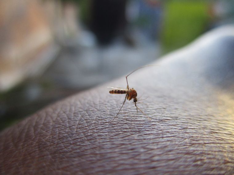 Los mosquitos son vectores de varias enfermedades infecciosas. Foto: Getty images