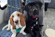 Foto: @mo_mountain_mutts/TikTok