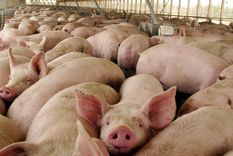 Estados Unidos: Una fábrica de carne de cerdo, mayor foco del coronavirus Covid-19