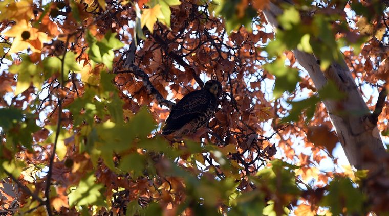 Representan libertad. Foto: ALF PONCE MERCADO / MDZ