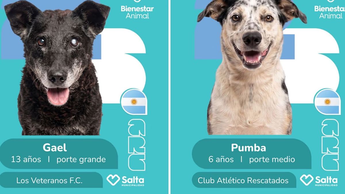 Fiebre mundialista: la ingeniosa campaña de adopción con álbum de figuritas en Salta