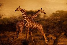 national geographic y sus mejores fotos en tumblr