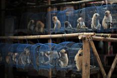 la onu propone prohibir el mercado de animales