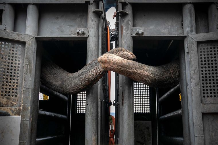 Foto: Global Elephants