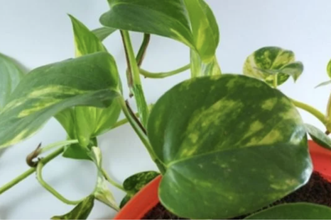 El potus es una de las cuatro plantas de esta lista Foto: Shutterstock