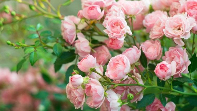 Cómo hacer que tus rosas siempre florezcan (Shutterstock).