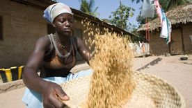 Los cultivos de arroz en gambia ya sufren las consecuencias del cambio climático. Foto: EDUCATION IMAGES