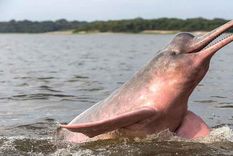 El delfín rosado del Amazonas podría desaparecer en 50 años Foto: National Geographic