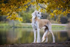 El Saluki es uno de los perros más elegantes que podemos encontrar Foto: Shutterstock
