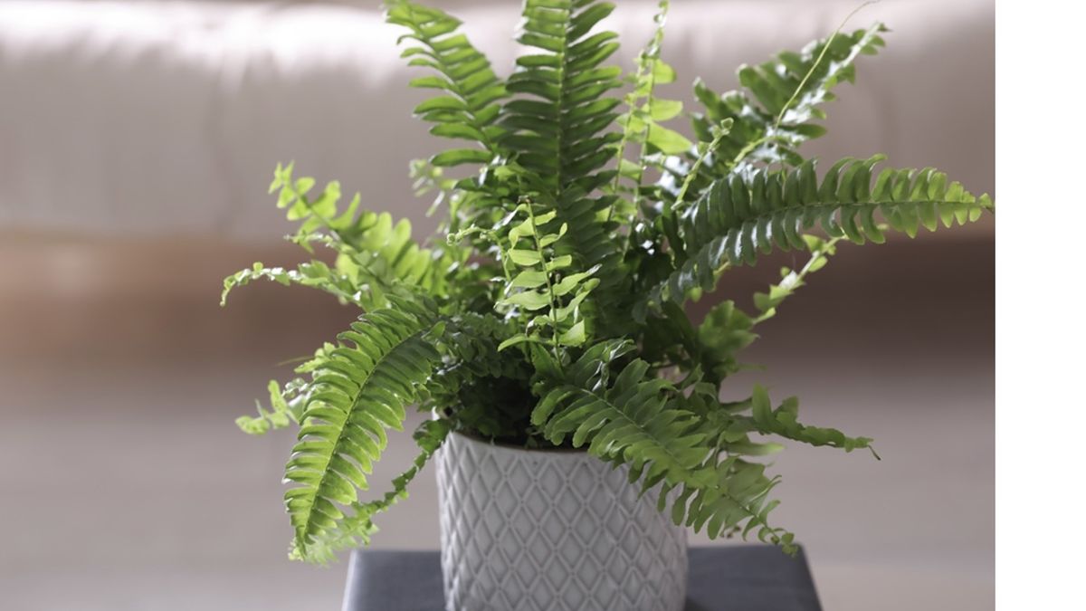 Jardinería: las plantas que son un pulmón verde para el hogar y que purifican el aire