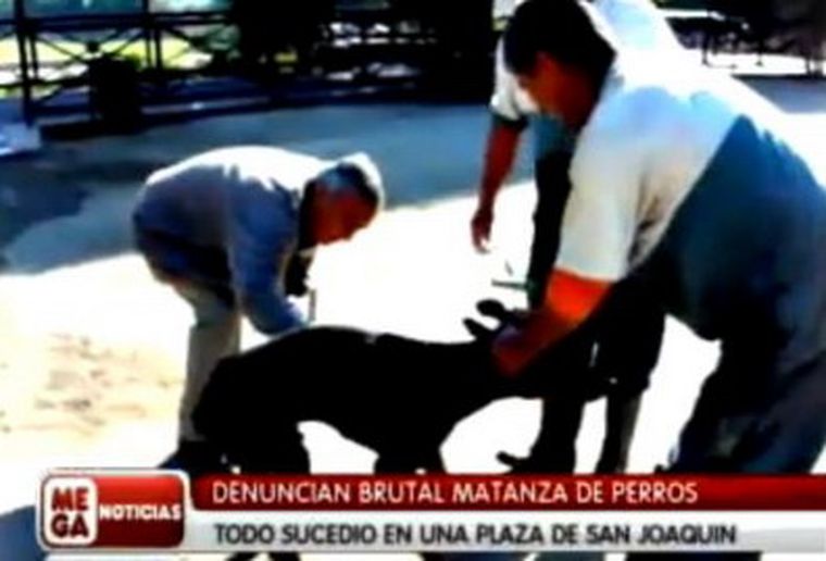 Cruel control de animales vagabundos.