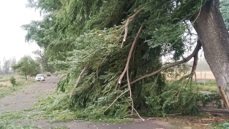 Hubo árboles caídos en varias zonas de Mendoza