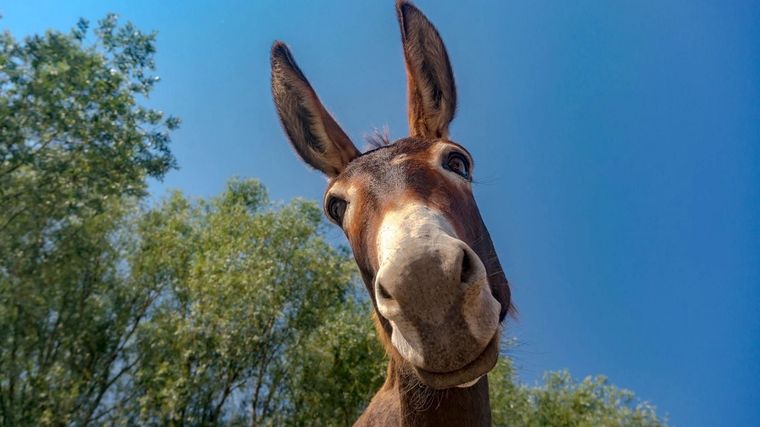 Algunos están destinados a ser más felices que otros, pero eso no significa que no haya caminos para poder ser más feliz. Foto: BBC