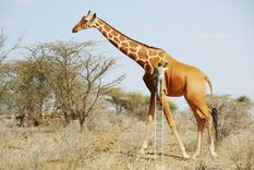 sorprendentes imagenes creadas por anil saxena