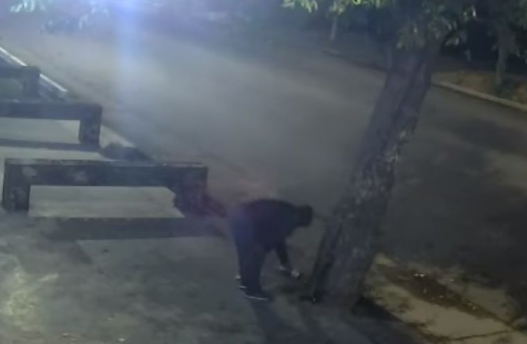 El momento en el que el sospechoso ataca al vegetal