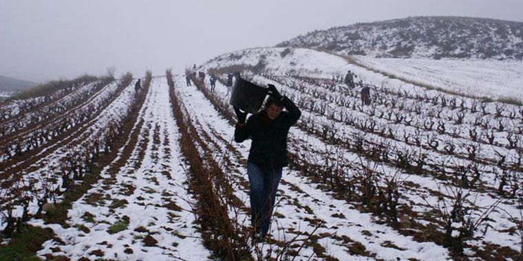 Vendimia en enero de 2009, en España Foto: Internet
