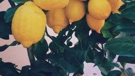 La cáscara de banana es un gran abono casero para el limonero. La cáscara de banana es un gran abono casero para el limonero.