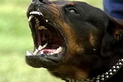 MDZol | Imagen de un Rottweiler. Foto: Web