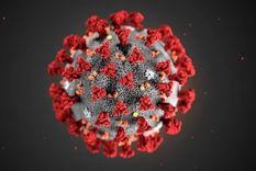 Los investigadores encontraron que estas nanoburbujas evACE2 existen en la sangre humana como una respuesta antiviral natural. Foto: SCIENCE PHOTO LIBRARY