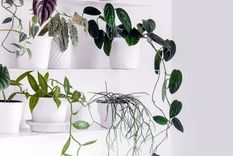 Podar las raíces de las plantas de interior en maceta puede mejorar la planta si tiene sus raíces dañadas. Foto: See D Jan  / homesandgardens.com