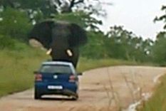 un elefante dio vuelta un auto e hirio a una mujer en sudafrica